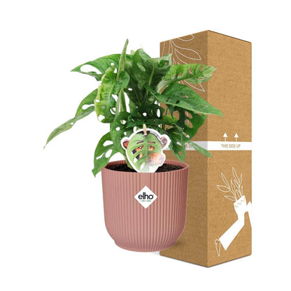 Kamerplant - Monstera 'Monkey Leaf' - Pot Ø 14cm Hoogte ↕ 25-35cm