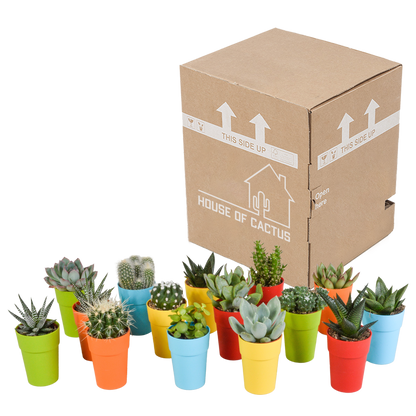 Kamerplant 15x Cactus en vetplanten mix - in gekleurde plasticpot - Pot Ø 5,5cm