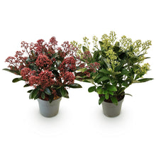 Buitenplant 2x Skimmia japonica Duo - Bloeiend Wit & Rood - Winterhard - Pot Ø 15cm Hoogte ↕ 30cm