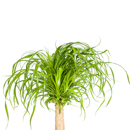 Kamerplant - Beaucarnea Recurvata - Pot Ø 21cm Hoogte ↕ 60-80cm