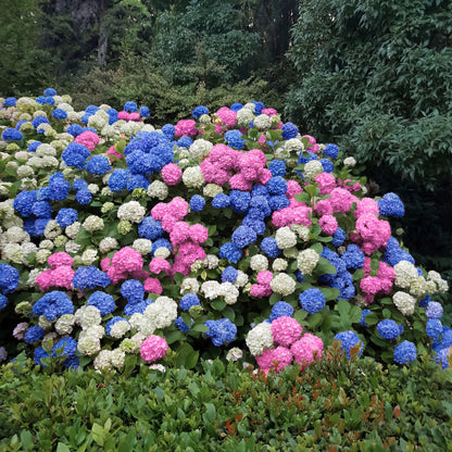 Buitenplant 3x Hydrangea macrophylla 'Tricolour' - Bloeiend - Pot Ø 17cm Hoogte ↕ 30cm
