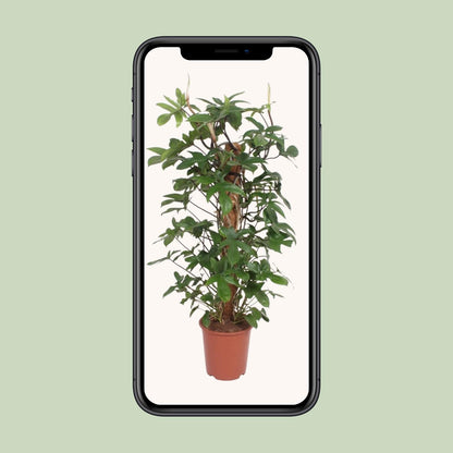 XL kamerplant - Philodendron Pedatum - Pot Ø 27cm Hoogte ↕ 130cm