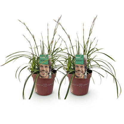 Buitenplant 2x Carex morrowii 'Ice Dance' - Bladhoudend - Pot Ø 17cm Hoogte ↕ 50cm