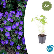 Buitenplant 6x Geranium 'Johnson's Blue' - Bloeiend - Pot Ø 9cm Hoogte ↕ 10-25cm