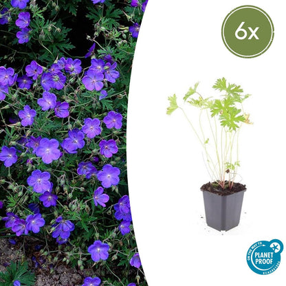 Buitenplant 6x Geranium 'Johnson's Blue' - Bloeiend - Pot Ø 9cm Hoogte ↕ 10-25cm