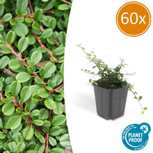 Buitenplant 60x Cotoneaster pr. 'Streib's Findling' - Pot Ø 9cm Hoogte ↕ 10-25cm