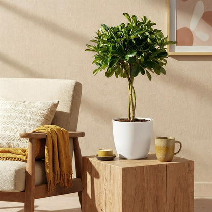 Kamerplant - Schefflera Gold Capelle - Vingerboom - Pot Ø 21cm Hoogte ↕ 70-80cm
