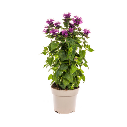Buitenplant - Monarda Didyma Purple - Bloeiend - Pot Ø 19cm Hoogte ↕ 45-60cm