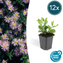 Buitenplant 12x Aster ageratoides 'Asran' - Bloeiend - Pot Ø 9cm Hoogte ↕ 10-25cm