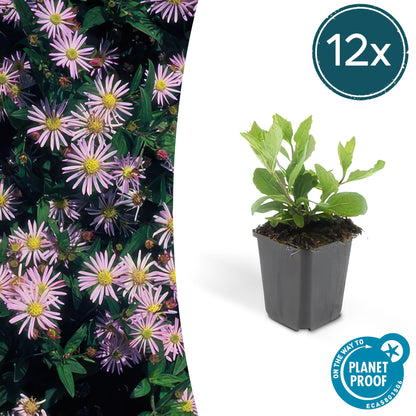 Buitenplant 12x Aster ageratoides 'Asran' - Bloeiend - Pot Ø 9cm Hoogte ↕ 10-25cm