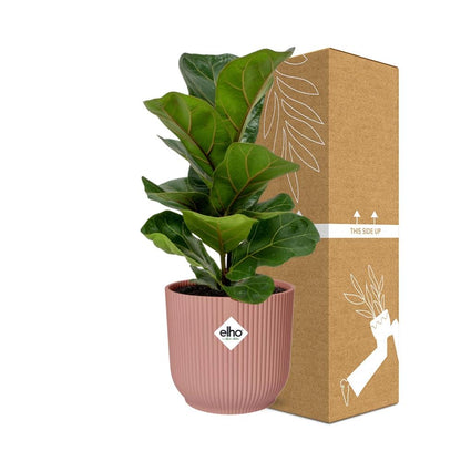 Kamerplant - Ficus Lyrata 'Bambino' - Pot Ø 14cm Hoogte ↕ 30cm