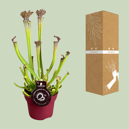 Kamerplant - Sarracenia Farnhamii - Vleesetende plant - Pot Ø 12cm Hoogte ↕ 40cm