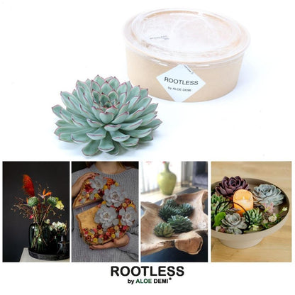 Kamerplant - ROOTLESS Succulent Echeveria Pulidonis - Pot Ø 12-14cm Hoogte ↕ 5cm