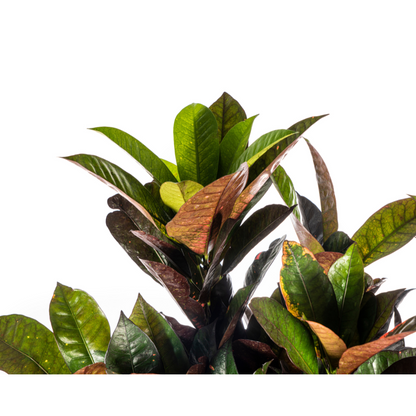 Kamerplant - Codiaeum 'Croton' Iceton - Pot Ø 24cm Hoogte ↕ 80-100cm