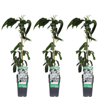 Buitenplant 3x Clematis armandii - Bloeiend - Pot Ø 15cm Hoogte ↕ 65cm