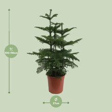 XL plant Araucaria - 2 takken - Pot Ø 27cm Hoogte ↕ 110cm