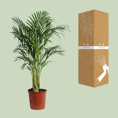 Kamerplant - Dypsis Lutescens (Areca Palm) - Hoogte ↕ 12-230cm