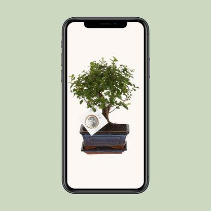 Kamerplant - Bonsai Sageretia - Bol Vorm - Pot Ø 15cm Hoogte ↕ 30cm