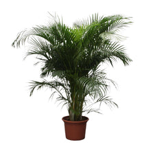 XL Kamerplant - Dypsis Lutescens (Areca Palm) - Pot Ø 40cm Hoogte ↕ 230cm