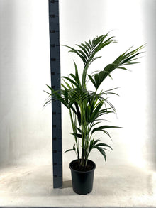 XL kamerplant - Howea Forsteriana (Kentia) - Pot Ø 21cm Hoogte ↕ 110cm