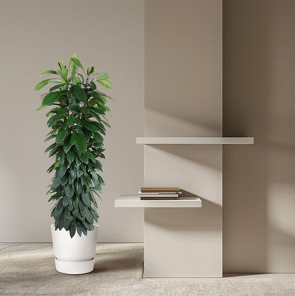 XL Kamerplant - Ficus Cyatistipula - Zuilvorm - Pot Ø 29cm Hoogte ↕ 150cm