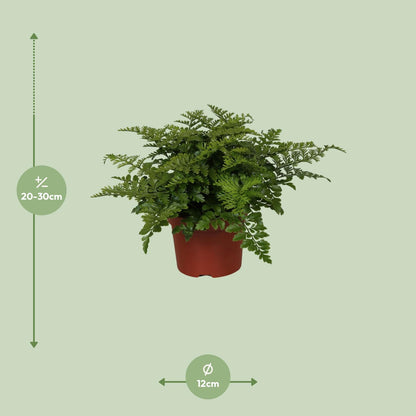 Kamerplant - Asplenium Parvati - Pot Ø 12cm Hoogte ↕ 25cm