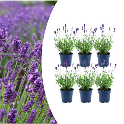 Buitenplant 6x Lavandula angustifolia Felice® - Bloeiend - Pot Ø 12cm Hoogte ↕ 30-50cm