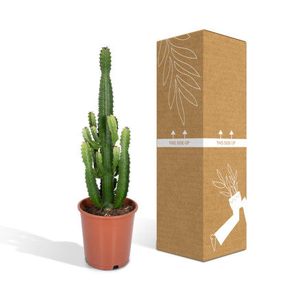Kamerplant - Euphorbia Acrurensis - Pot Ø 24cm Hoogte ↕ 60cm