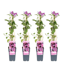 Buitenplant 4x Clematis Tudor - Bloeiend - Pot Ø 15cm Hoogte ↕ 65cm