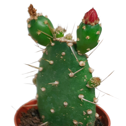 Kamerplant 5x Cactus Mix - Bloeiend - Pot Ø 5.5cm