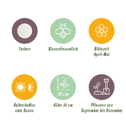 Buitenplant 20x Leucojum Aestivum - Bloembollen Wit - Bolmaat 8/9