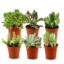Kamerplant 6x Mini Succulenten Mix - Pot Ø 5,5cm Hoogte ↕ 5-10cm