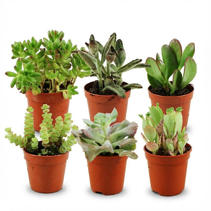 Kamerplant 6x Mini Succulenten Mix - Pot Ø 5,5cm Hoogte ↕ 5-10cm