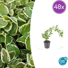 Buitenplant 48x Vinca major 'Variegata' - Pot Ø 9cm Hoogte ↕ 10-25cm