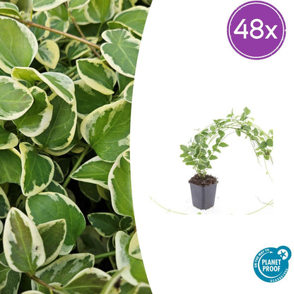 Buitenplant 48x Vinca major 'Variegata' - Pot Ø 9cm Hoogte ↕ 10-25cm