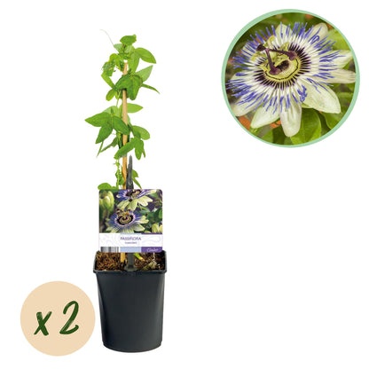Buitenplant 2x Passiflora caerulea - Bloeiend - Pot Ø 11cm Hoogte ↕ 40cm