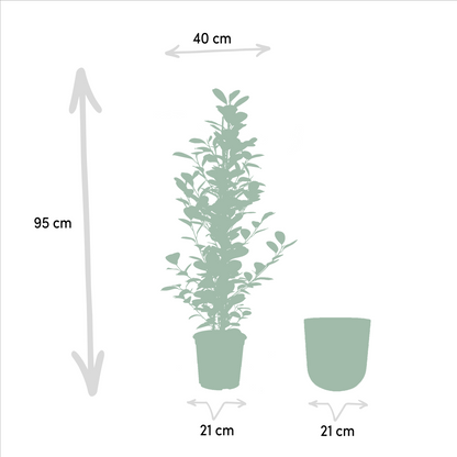 Kamerplant - Ficus microcarpa Moclame - Pot Ø 21cm Hoogte ↕ 95cm