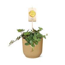 Kamerplant - Peperomia 'Hope' - Pot Ø 14cm Hoogte ↕ 15cm