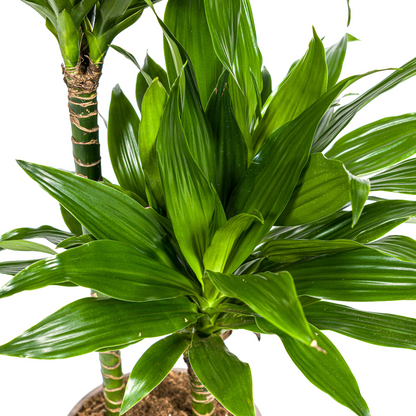 Kamerplant - Dracaena Deremensis Green Jewel - Luchtzuiverend - Pot Ø 19cm Hoogte ↕ 70-90cm