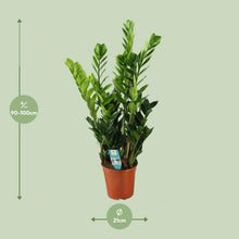 Kamerplant - Zamioculcas - Pot Ø 21cm Hoogte ↕ 75cm