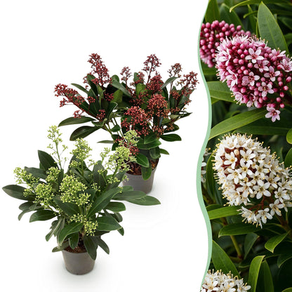 Buitenplant 2x Skimmia japonica Duo - Bloeiend Wit & Rood - Winterhard - Pot Ø 10,5cm Hoogte ↕ 25cm