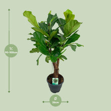 Kamerplant - Ficus Lyrata - Pot Ø 26cm Hoogte ↕ 100cm