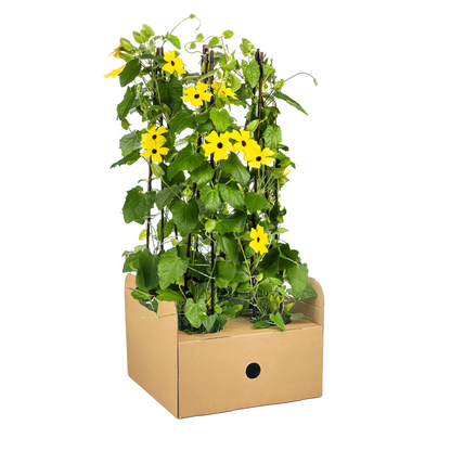 Buitenplant 4x Thunbergia alata Sunny Susy Yellow - Klimplant - Pot Ø 13cm Hoogte ↕ 60cm