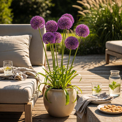Buitenplant 15x Allium Purple Sensation - Bloeiend - Bolmaat 10/12
