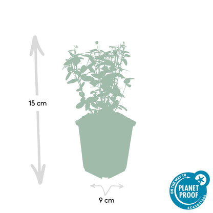 Buitenplant 48x Euonymus fortunei radicans - Pot Ø 9cm Hoogte ↕ 10-25cm