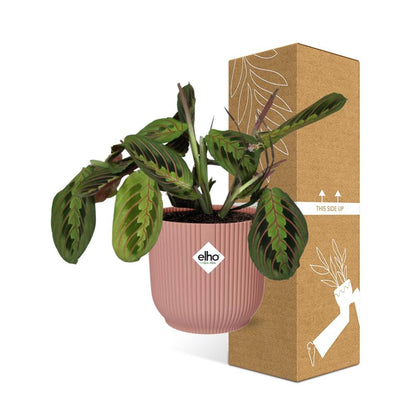 Kamerplant - Maranta Leuconeura 'Fascinator' Tricolor - Pot Ø 14cm