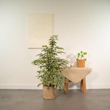 Kamerplant - Ficus benjamina Twilight - Inclusief siermand - Pot Ø 21cm Hoogte ↕ 95cm