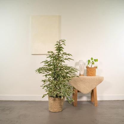 Kamerplant - Ficus benjamina Twilight - Inclusief siermand - Pot Ø 21cm Hoogte ↕ 95cm