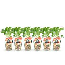 Buitenplant 6x Fragaria 'Elvira' - Rode Aardbei - Winterhard - Pot Ø 9cm