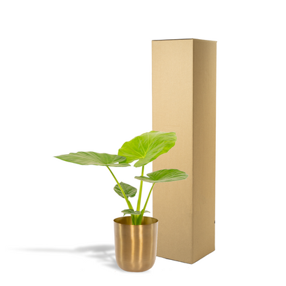 Kamerplant - Alocasia Macrorrhiza - Inclusief sierpot - Pot Ø 19cm Hoogte ↕ 70cm